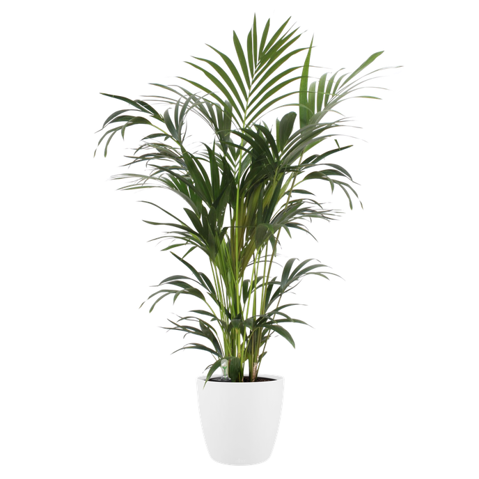 brussels rund 22cm weiss